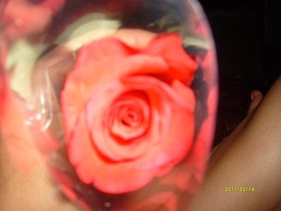 Rose :)
