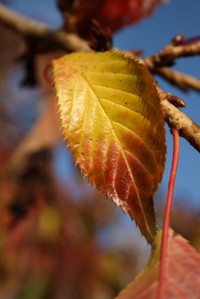 Bilden är tagen någon gång under hösten precis innan löven föll av trädet.