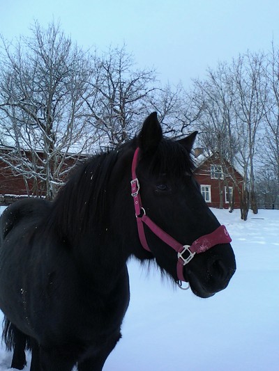 Jag är Sofie som också har denhär bloggen :D Och på bilden ser ni min sköthäst Nordsvensken Pärla på bilden :D