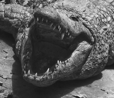 Krokodiler kan slå igen käften med en kraft på över ett ton.