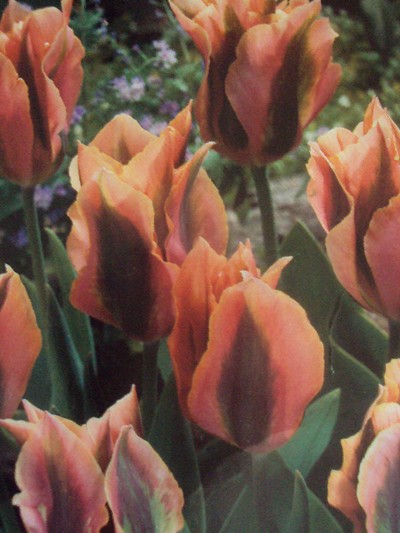 tulipanor