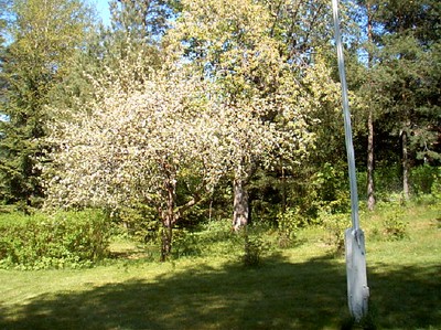ettb av körsbärsträden
