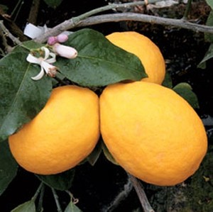 Jag vet inte vad for blommor du tycker om, men jag vet att du diggar citroner.    These are Improved Meyer lemons, not the regular crap. 