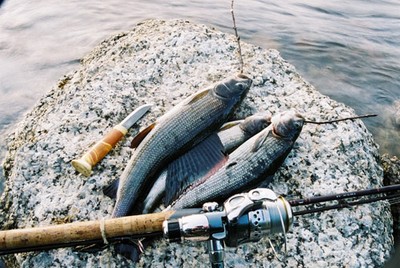 Fiske i Laisälven, Vindelälven, Juktån, Gargån
