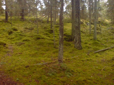 höst skog