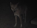 En utav ett par dingo's som följde efter mig när jag skulle till tälten. Gå aldrig ensam på Fraiser Island-den varningen är tydligen sann.. 