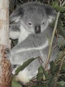 Koala på Lone Pine koala Center