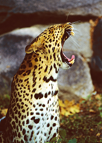 http://parkenzoo.se/djuren/asien/amurleopard/