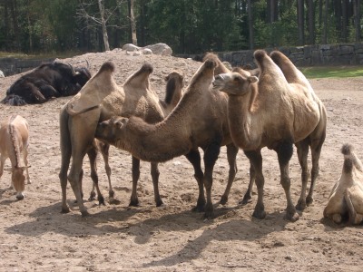 kameler