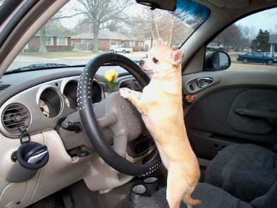 En hund som kör bil *lol*