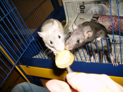 Krakel Spektakel (t vä) och Filip Glad (t hö) äter mat. 