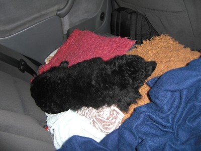 sover i bilen.