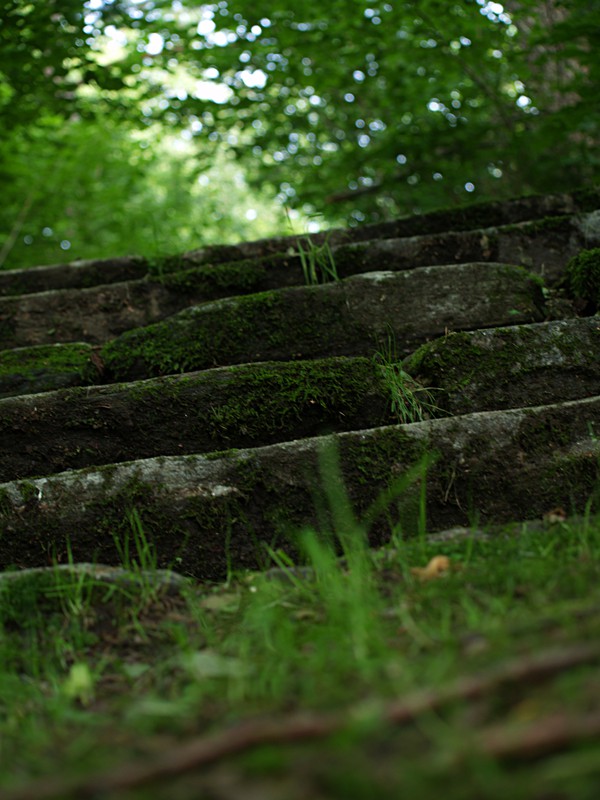 En trappa i skogen