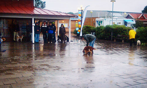 Freestyledans med våt hund