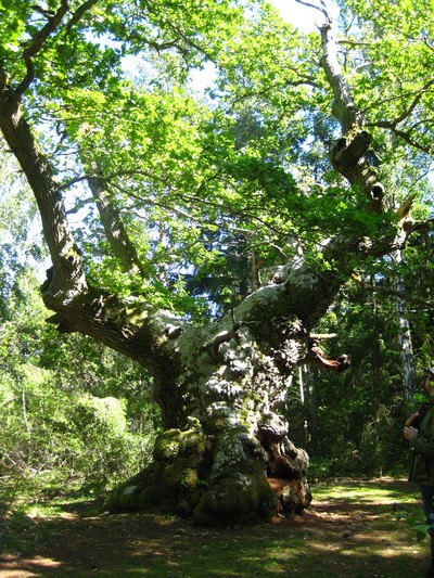 En 900 (!) år gammal ek som finns i trollskogen. Tänk om träd kunde dela med sig av vad de upplevt (vilket ju är en biologisk omöjlighet då de inte har den typen av sensoriska organ eller ens nervceller, nåja)