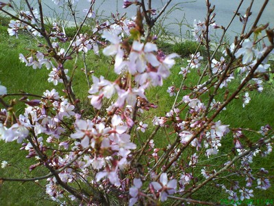 Min pojkväns japanska körsbärsträd