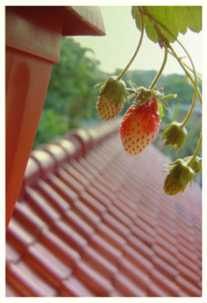 strawberry on the roof