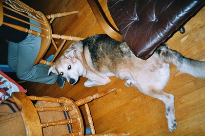 Rexen... världens mysigaste hund... RIP