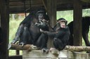 Chimpanserna