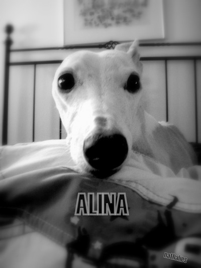Alina, vår whippet (: