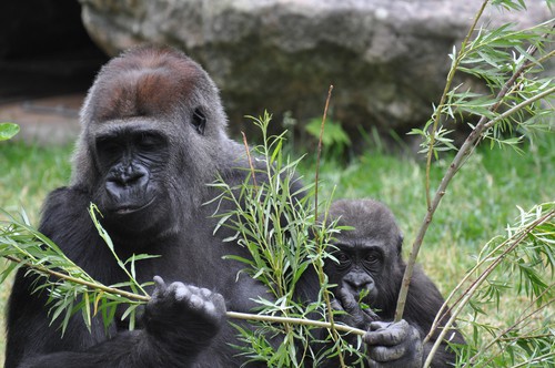 echo på kolmården tillsammans med gorilla mamman naomi