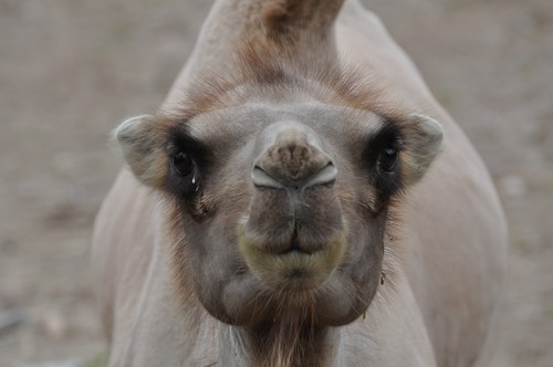 kolmården 2011 kamel