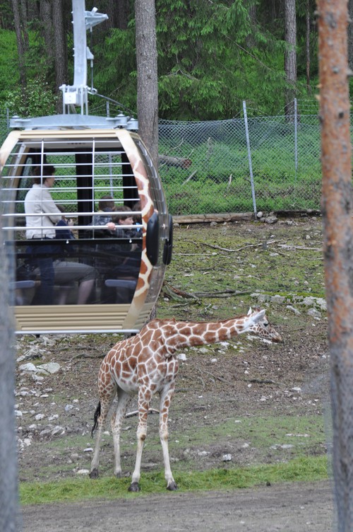 kolmården safari 2011 giraff