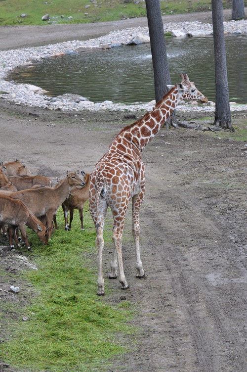 kolmården safari giraffer
