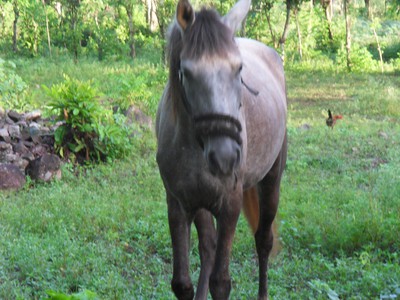 Chica är en av mina hästar. Hon är en unghäst på 4 år som jag håller på att rida in just nu.