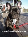 Fransk bulldog, så jäkla söt!