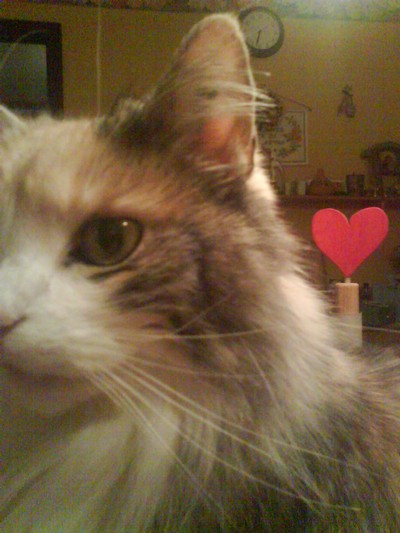 Hittade en söt bild på min katt <3     ÄLSKAR HENNE MYCKET MYCKET!! <3<3