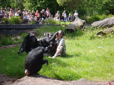 Ing-Marie...och hennes shimpanser på Furuvik