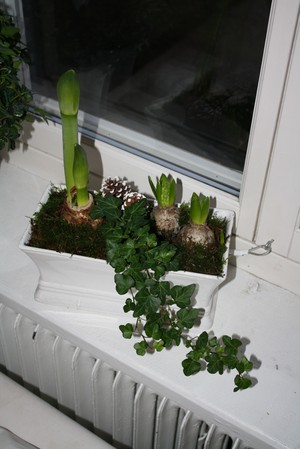 vit amaryllis, vita hyacinter, murgröna och grön mossa.