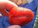 årets första jordgubbe :)