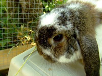 Denna kanin tycker Julia är en kopia av Molly. Hon kallar den Klonade Molly.  Men jag tycker inte att dom är identiska. Bara lika.
