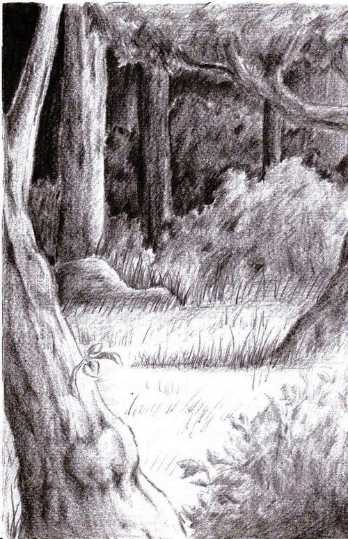 Skogsbild i blyerts