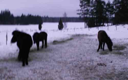 Bild 3 svarta islandshästar i snön