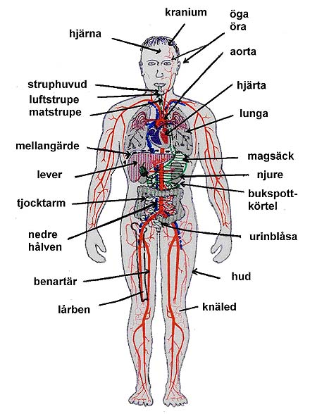 kroppens inre organ bild