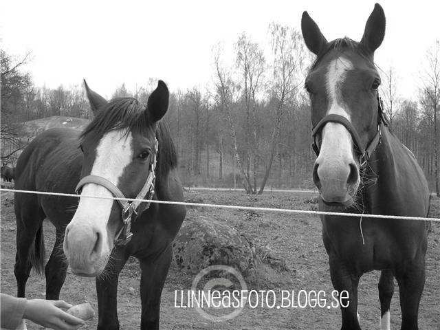 Denna bilden är 2 hästar som står i hagen och man ser min kompis Nora´s Hand lite.    Det var ungefär 3 årsen jag tog denna bilden.    (C)