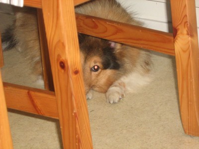 Ronja gömmer sig under bordet, där hon spenderade större delen av dagen
