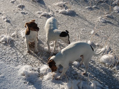 Våra små hundar i vintras