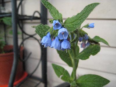 Blå blomma från lotten