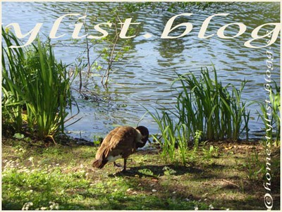 A geese by the lake. Copyright homestylist.blogg.se