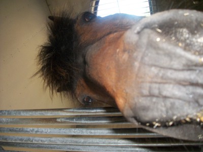 världens sötaste häst!!!   älskar dej!!! :* Hade honom på ridlägret!!! :) älskling skanar dej mest!!!