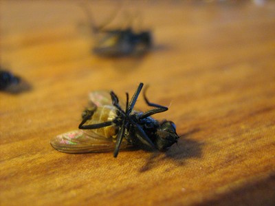 döda flugor