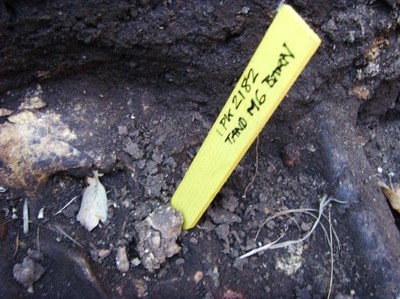 Barntand, funnen under en arkeologisk utgrävning av gånggriften Firse sten i Falbygden 2008.