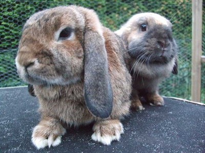 mina söta kaniner <3