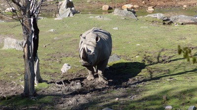 Modellande noshörning