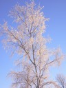 Underbart vinterträd