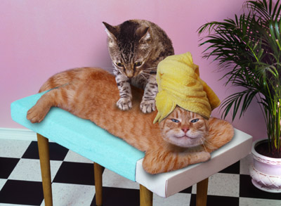 Massage Katter